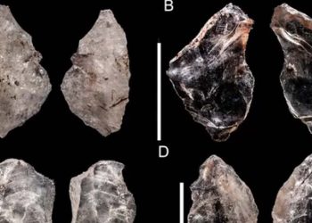 Araştırma: Çağdaş cetlerimiz birbirlerine ‘İsviçre çakısı’ yapmayı öğretti