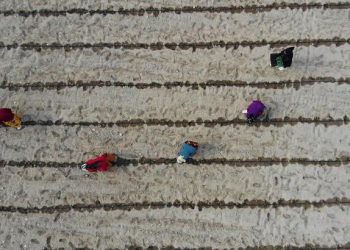 Çiftçilere fiyatsız dağıtıldı, 7 ülkeye ihraç edilecek