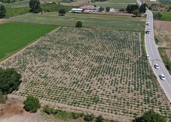 Hırsızlar, coğrafik işaretli enginar tarlalarına dadandı