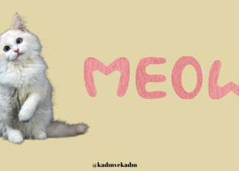 Kediler miyavlarken ne demek mi istiyor?