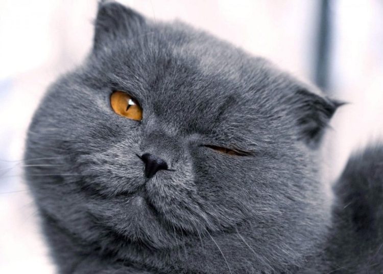 Kediniz bunları yaptığında sizi seviyor demektir