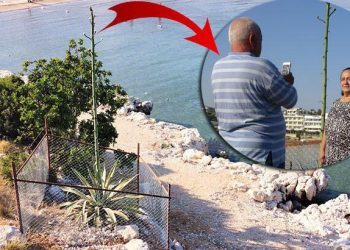 50 yıl sonra 4,5 metreye ulaşan çiçek muhafaza altına alındı