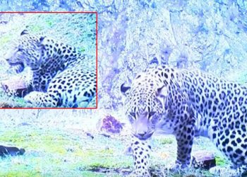 Bakan Kirişçi duyurdu! Anadolu leoparı, tekrar görünmeye başladı