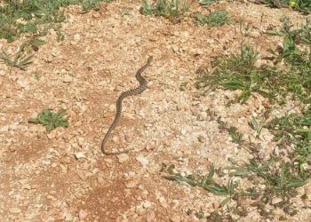 Bilecik’te çamaşır makinesi içinden yılan çıktı