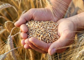 Bulgur nedir? Yararları nelerdir? Nasıl kullanılır?