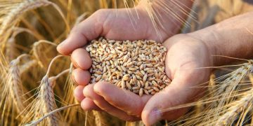 Bulgur nedir? Yararları nelerdir? Nasıl kullanılır?