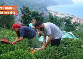 Çay Kanunu Değişikliği Meclis’te: Üreticinin vefat fermanı