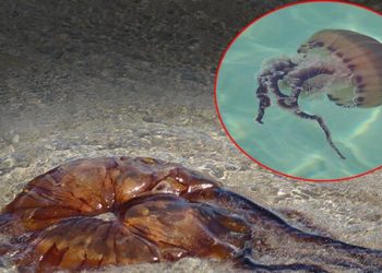 Dünyanın en tehlikeli cinslerinden biri Tekirdağ’da görüldü