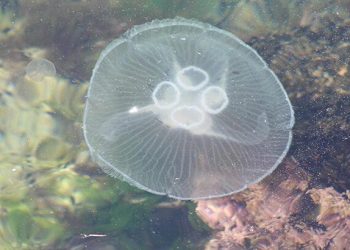 Dünyanın en zehirli cinslerinden biri bu seferde Tekirdağ kıyılarında görüldü