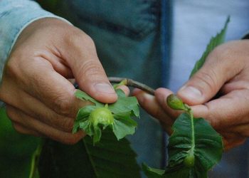Gal arısına karşı ‘terminatör’ böcekler ormanlara salındı