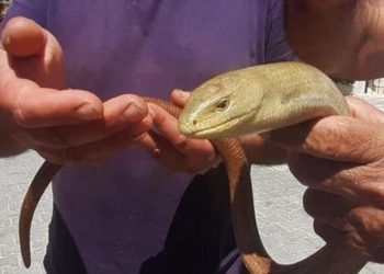 Hayat alanları azalan oluklu kertenkelelerine dikkat çekildi