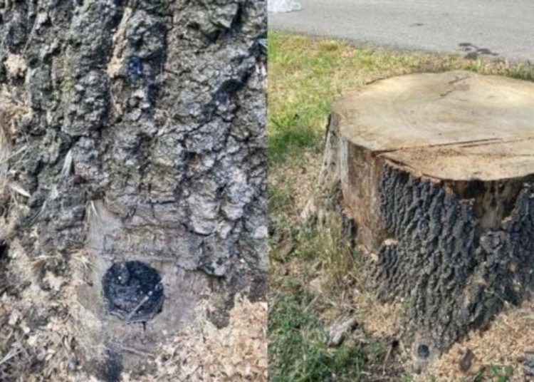 İBB açıkladı: Emirgan Korusu cezası ile ilgili mahkemeye başvuracağız