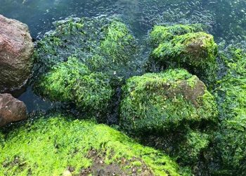 İzmir Körfezi’nde deniz marulu istilası! İkaz yapıldı