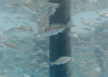 İzmit Körfezi’ne 6 bin balık daha bırakıldı