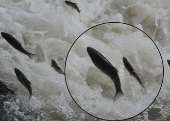 Kars’ta balıkların “ölüm” göçü başladı