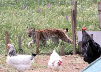 Kümeste yakalanan vaşak öldü