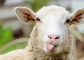 Kurban eti neden dinlendirilmeli?