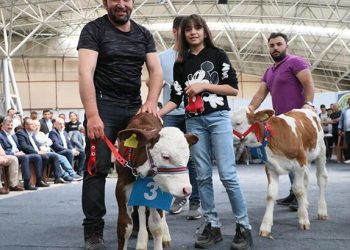 Kuzu ve buzağılar hoşlukta yarıştı