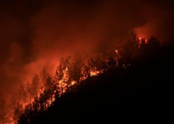 OGM’den ‘uçak’ karşılığı: Orman yangınında temel öge kara müdahalesidir