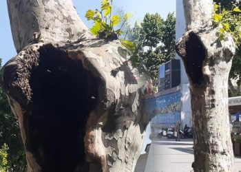 Pendik’te şaşırtan manzara! Arılar ağaç kovuğuna yuva yaptı