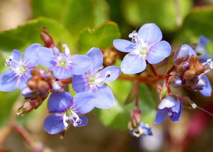Peryavşan nedir? Yararları nelerdir? Nasıl tüketilir?