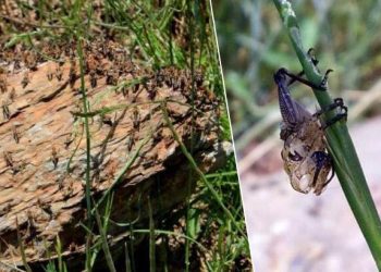 Tarım topraklarında istila: Birinci kere bu türlü ağır çekirgeyle karşılaştık
