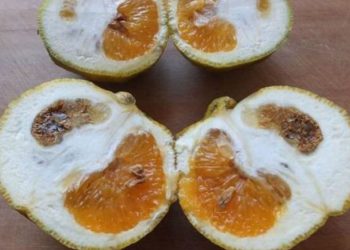 Yaz aylarının kabusu besin zehirlenmelerine karşı bunlara dikkat edin!