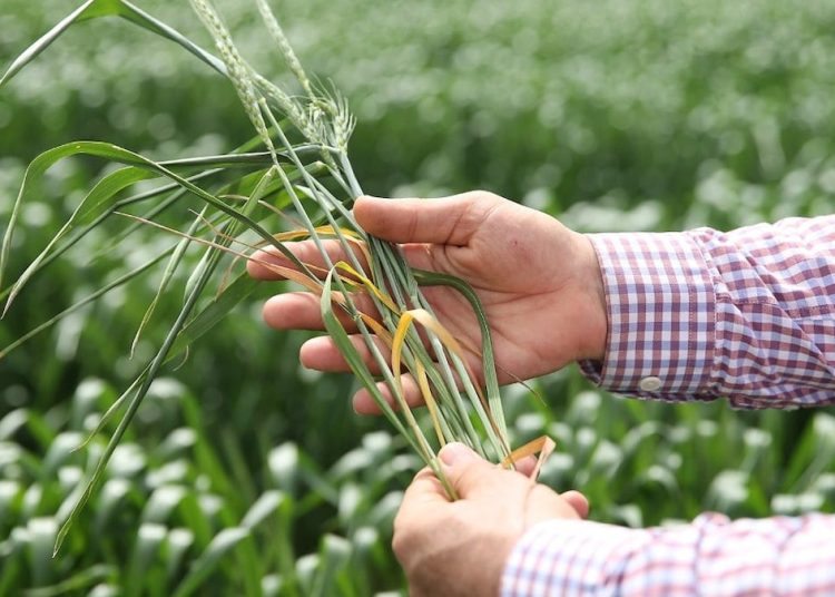 Doğal bir gençlik kaynağı: Ruşeym