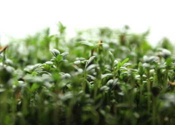 Dünyanın en sağlıklı besini seçildi! 100 gramında sadece 21 kalori var