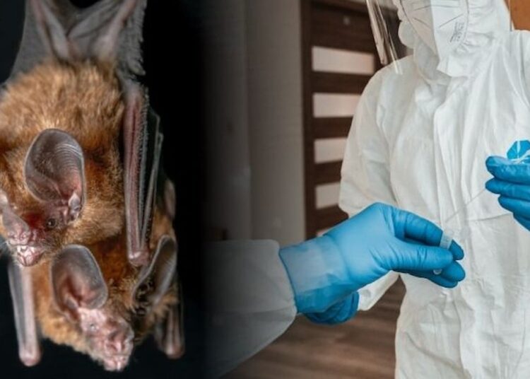 Hindistan’da ölümcül Nipah virüsü alarmı!