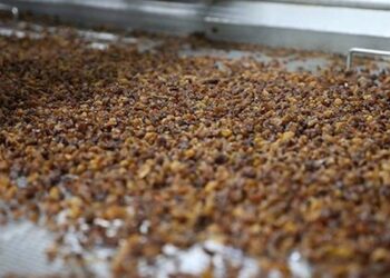 Türkiye’de yüzüne bakan yok… Japonların hafızalarının güçlü olmasının nedeni halbuki buymuş